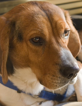 A sick or elderly dog cannot defend itself against flea bite anemia