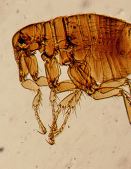 The life cycle of a flea is dependent on the proximity of a host