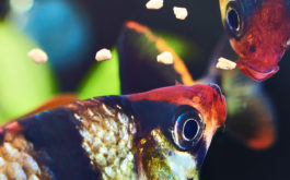 You'll have healthy fish if they feed them dry food with little water