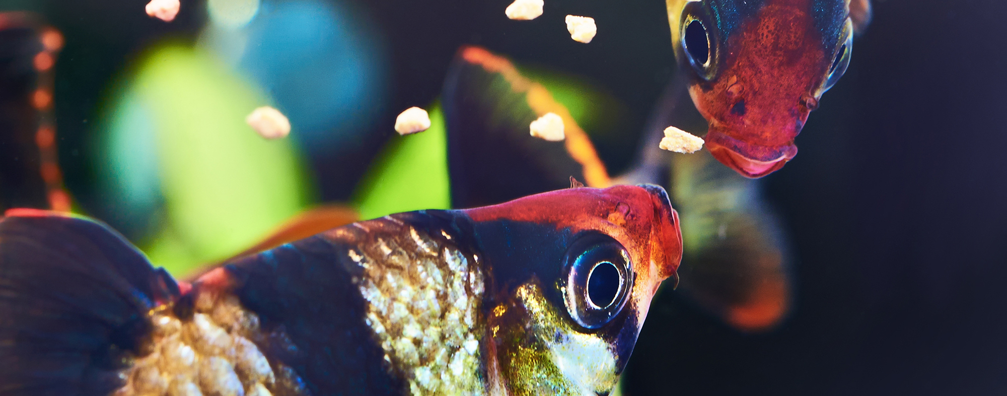 You'll have healthy fish if they feed them dry food with little water