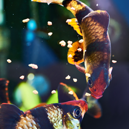 Your fish aquarium will be alive and vibrant if fed a healthy diet