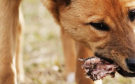 You should never feed your dog any pieces of raw meat