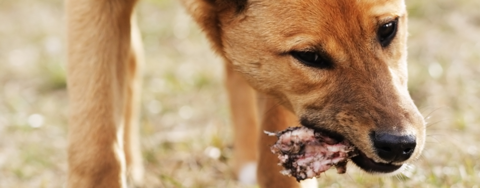 You should never feed your dog any pieces of raw meat