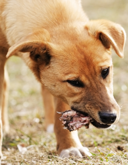 Avoid feeding your dog any pieces of bone containing raw meat