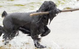 After swimming and fetching sticks, your dog will be ready for a bath