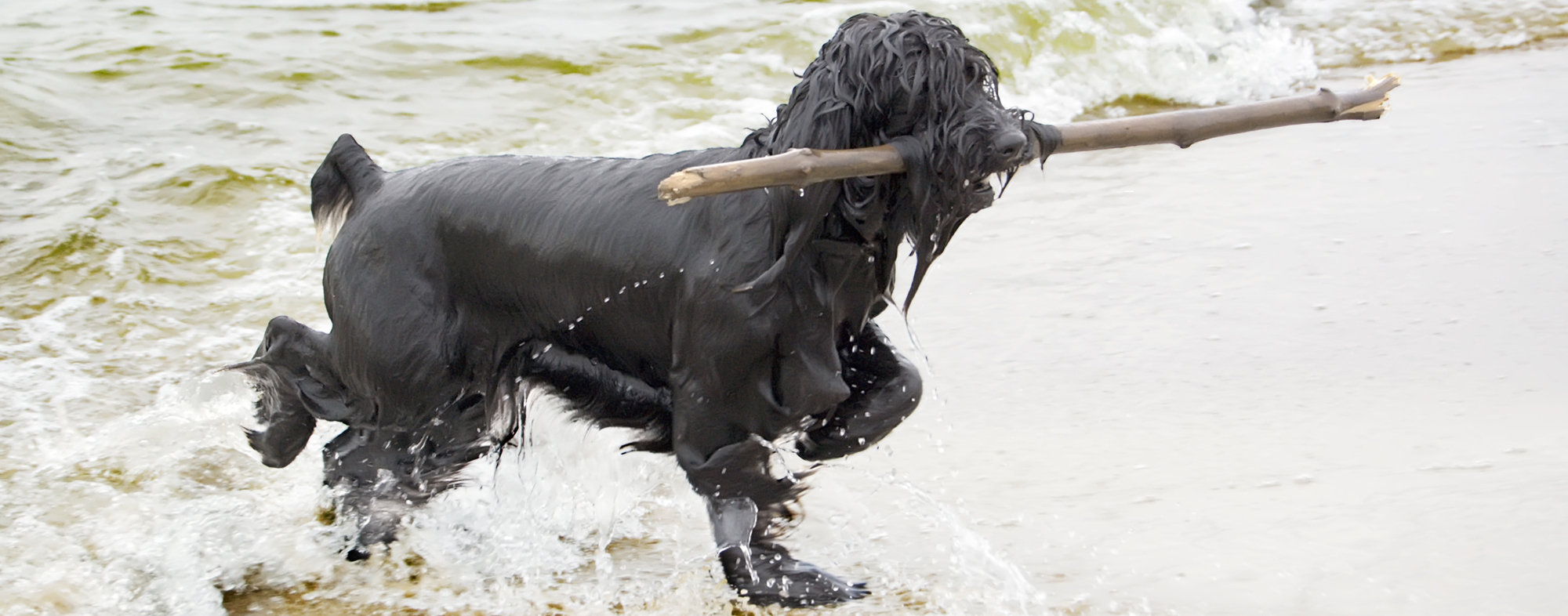 After swimming and fetching sticks, your dog will be ready for a bath