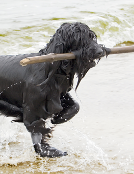 At the beach, your dog may go for swimming and a bit of fetching