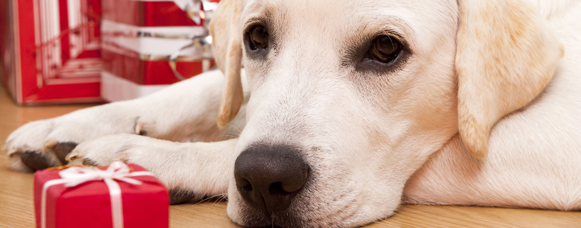 Beware of feeding your dog any holiday themed treats this year