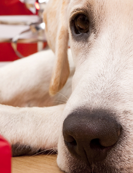 Your dog may beg, but don't feed them any holiday treats or scraps