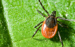 Delicately remove a tick, as if it were walking on a dripping wet leaf