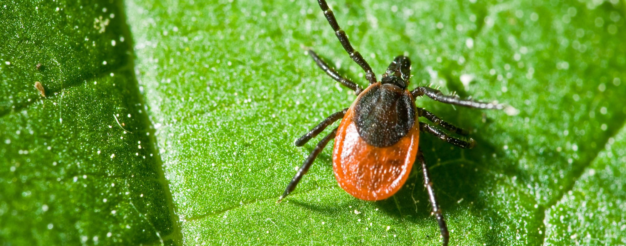 Delicately remove a tick, as if it were walking on a dripping wet leaf
