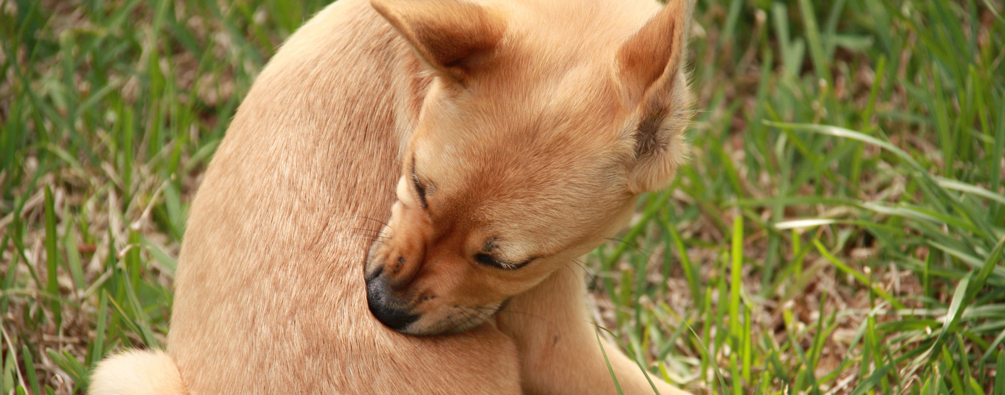 Some symptoms of dog fleas include constant biting and scratching. Can you see fleas on dogs?