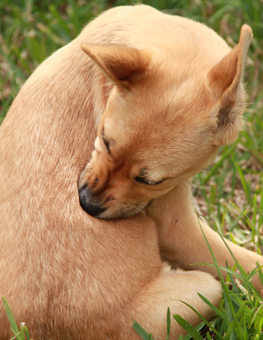 If your dog won't stop biting himself, this could be a symptom of fleas. How do you know if your dog has fleas?