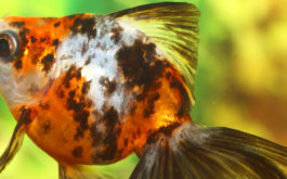 Your common freshwater aquarium fish can indeed get overweight