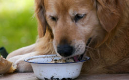 It's usually unsafe to feed your dog human foods, with exceptions