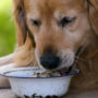 It's usually unsafe to feed your dog human foods, with exceptions