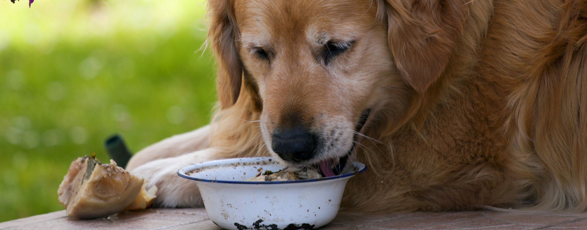 It's usually unsafe to feed your dog human foods, with exceptions