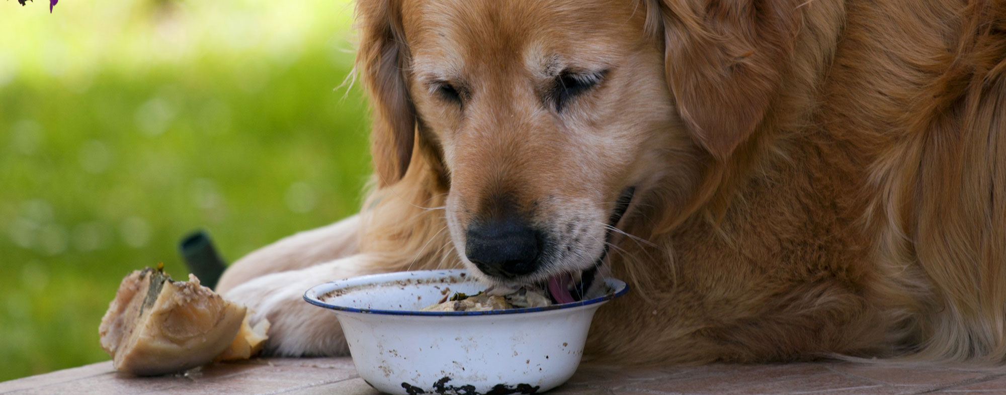 how can i get my dog to eat dog food instead of table food