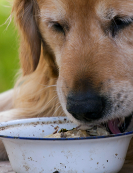 If you feed your dog human food, make sure it's free of any cheese