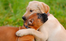 By playing with other animals, your puppy will socialize properly