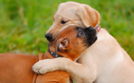 By playing with other animals, your puppy will socialize properly