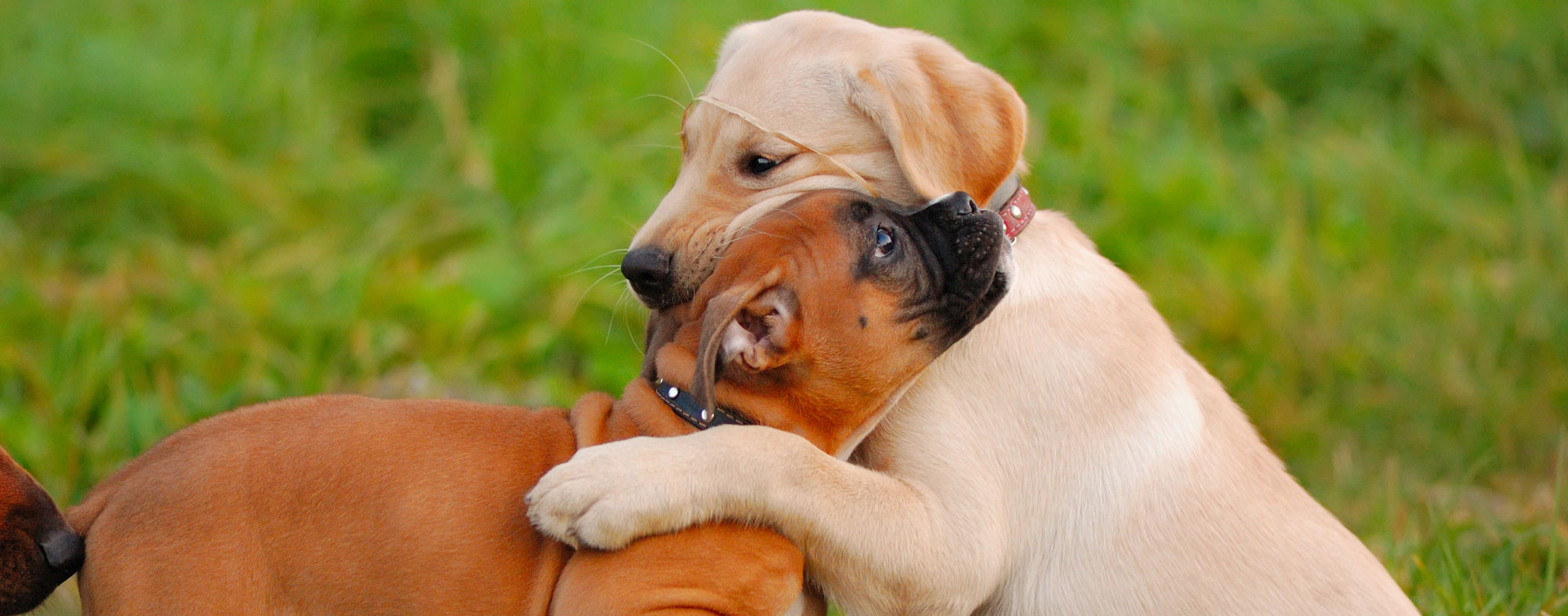 By playing with other animals, your puppy will socialize properly