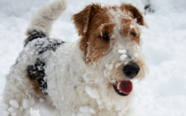 In the cold weather, your dog's toes could be suspectible to frostbite