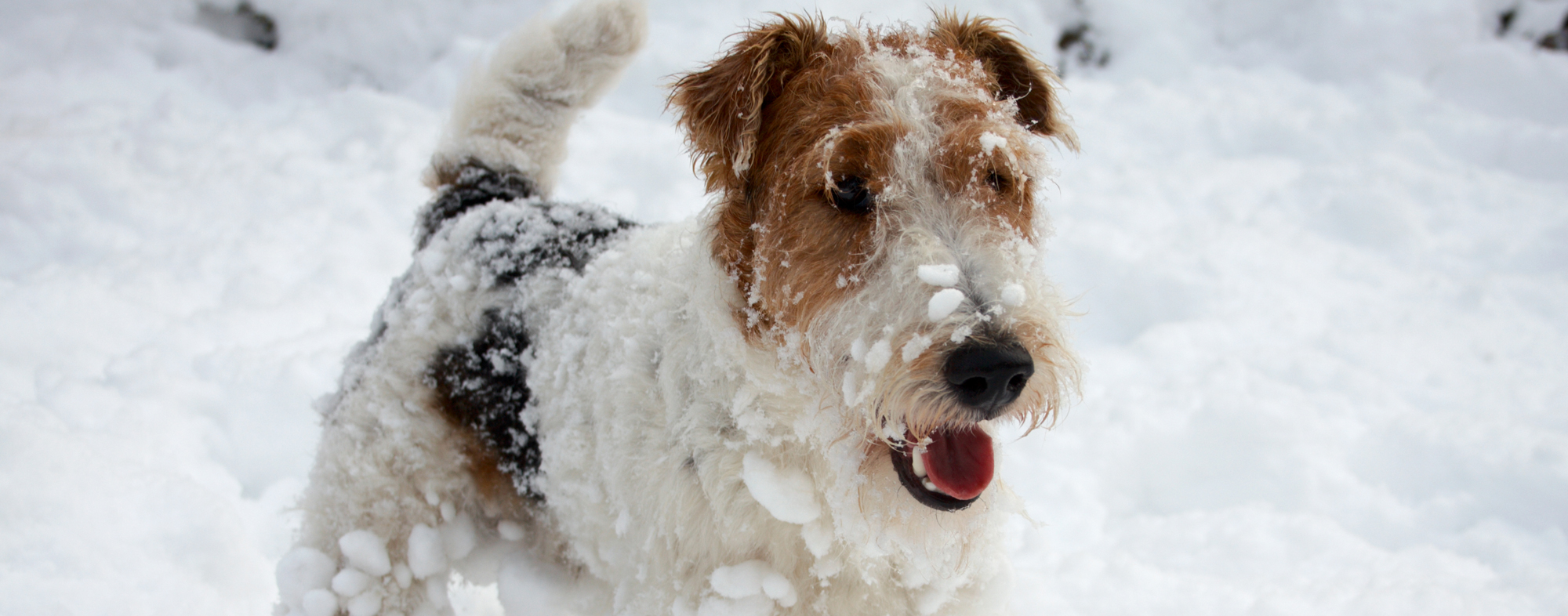 In the cold weather, your dog's toes could be suspectible to frostbite