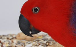 What birds should and do eat includes dried fruits and peanut butter