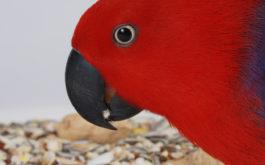 What birds should and do eat includes dried fruits and peanut butter