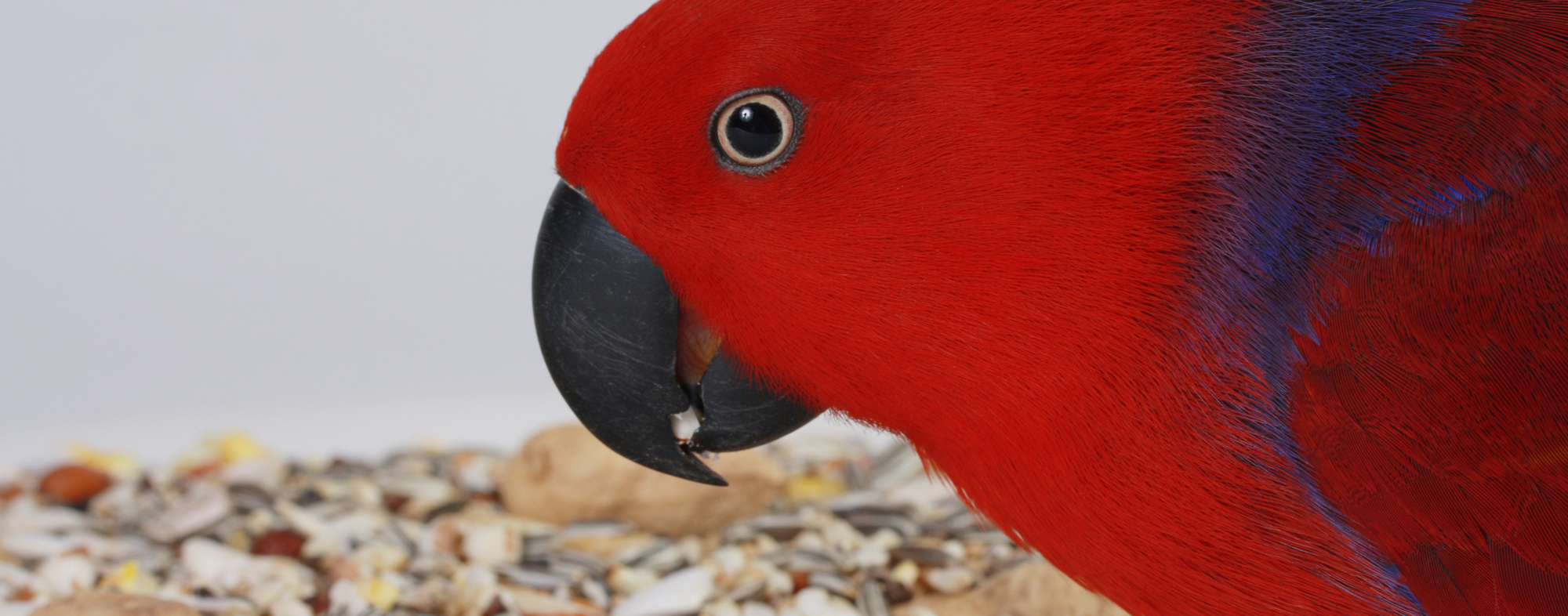 Make your own Bird Treats Hartz