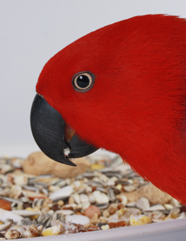 Your pet bird will love eating foods that contain nuts, seeds and fruits
