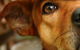 Unless adopted, a local shelter dog risks being euthanized