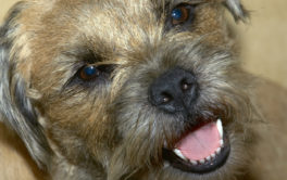 Keeping your dog's teeth clean will prevent a dental disease