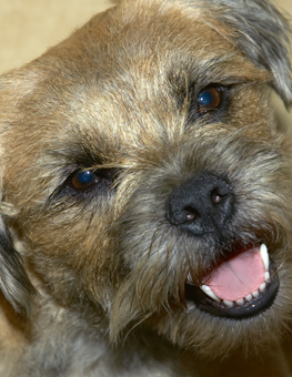 Your dog could be susceptible to the perdiodontal dental disease