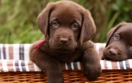 If your puppies enjoy the outdoors, give them adventurous dog names