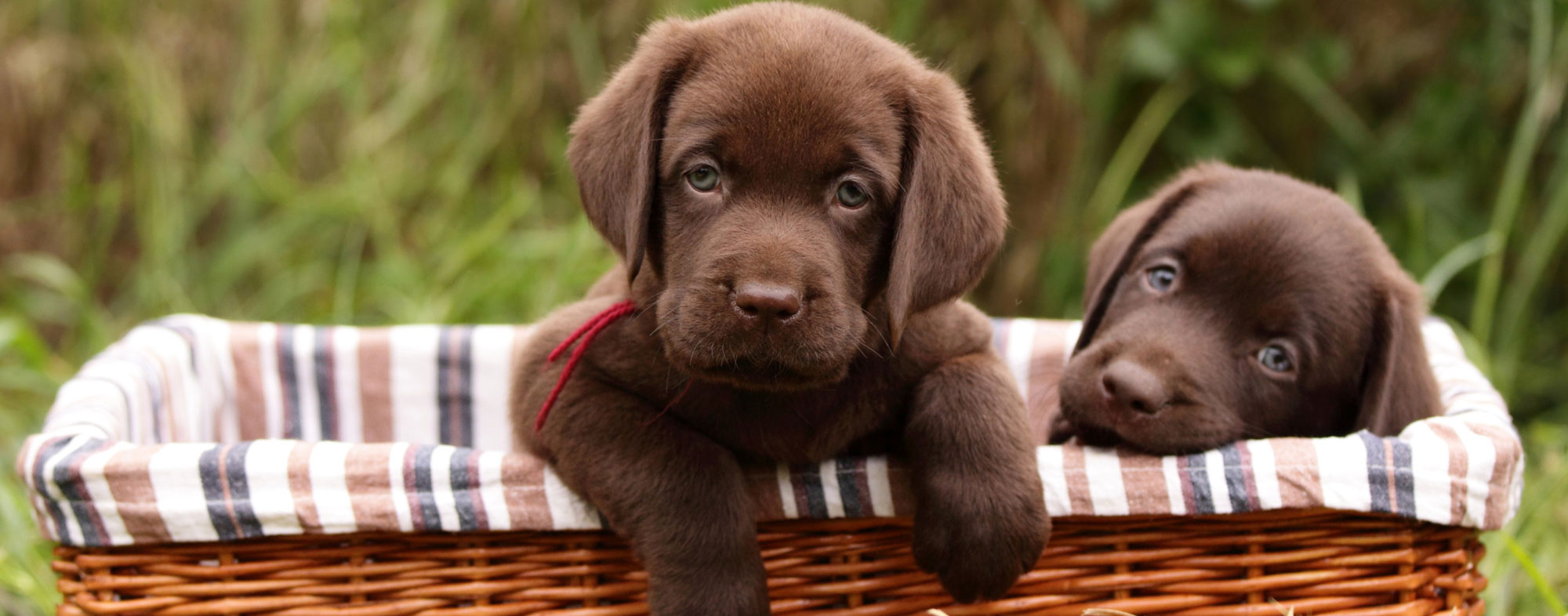 If your puppies enjoy the outdoors, give them adventurous dog names