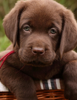 A brown-haired puppy relaxing in a basket deserves a great dog name