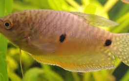 Well-maintained plants in your aquarium will make your fish happier