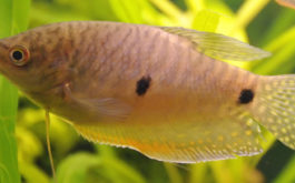 Well-maintained plants in your aquarium will make your fish happier