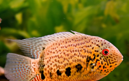 The fish in an aquarium can live peacefully, if you do your homework