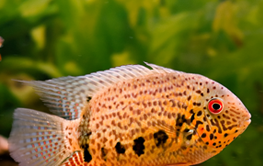 The fish in an aquarium can live peacefully, if you do your homework