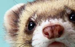 A pet ferret who knows that his owner is readying to groom him