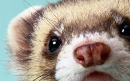 A pet ferret who knows that his owner is readying to groom him