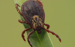 The dog tick will climb onto a strand of grass and wait for its host