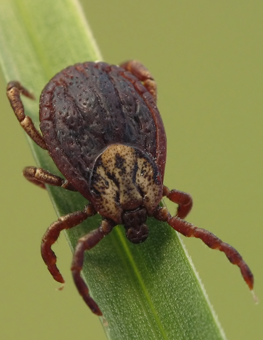 Crawling along a blade of grass, a dog tick will await its host to pass