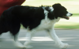 Your dog will enjoy longer walks outside if you train them with treats