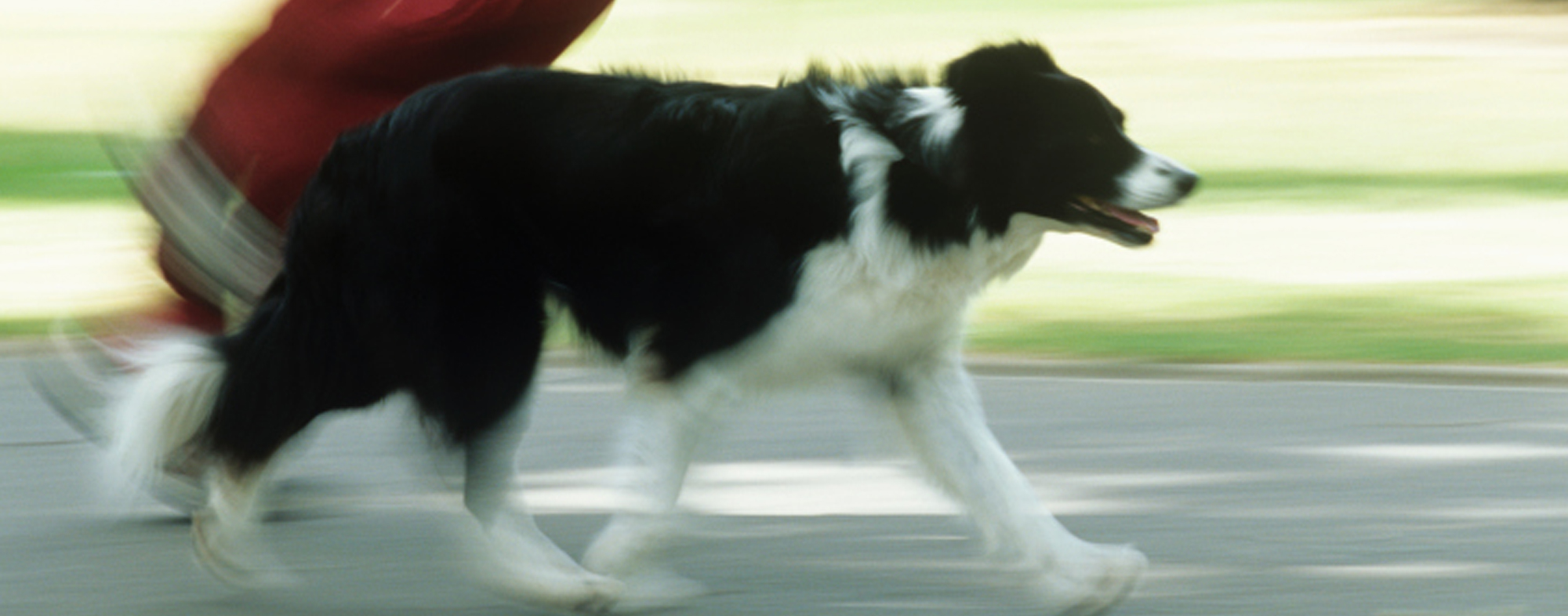 Your dog will enjoy longer walks outside if you train them with treats