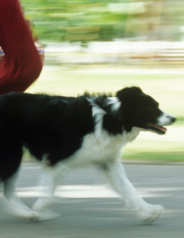 After walking outside with your dog, reward them with a healthy treat