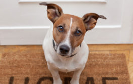 When adopting a dog, be aware of how well trained they may be